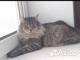 Кот и кошка (мышеловы) в добрые руки бесплатно