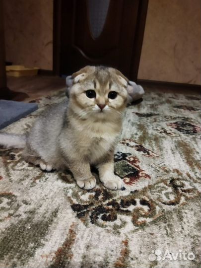 Шотландская