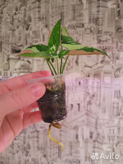 Сингониум Red Spot Tricolor