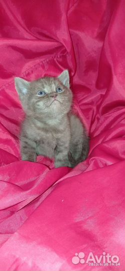 Британские котята