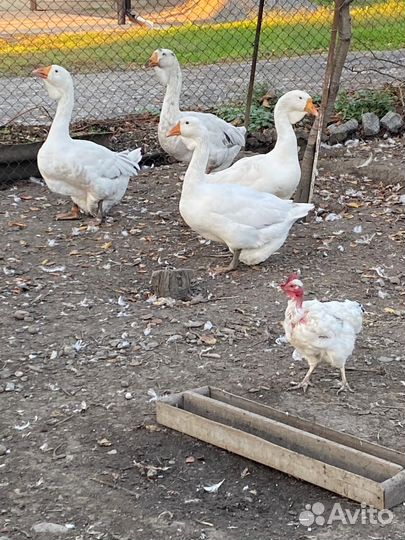 Холмогорские гуси