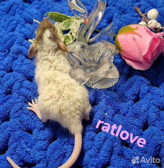 Крысята рекс дамбо от ratlove