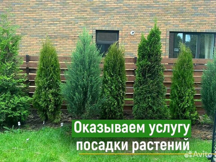 Туи смарагд 200 см свежая копка 2023