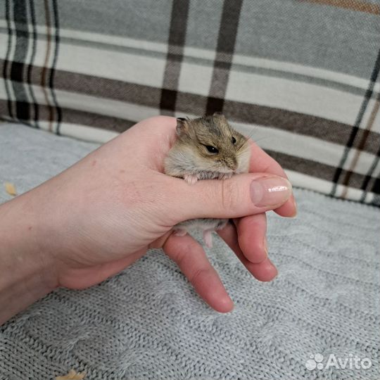 Джунгарский хомяк