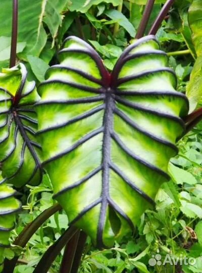 Колоказия Маска Фараона