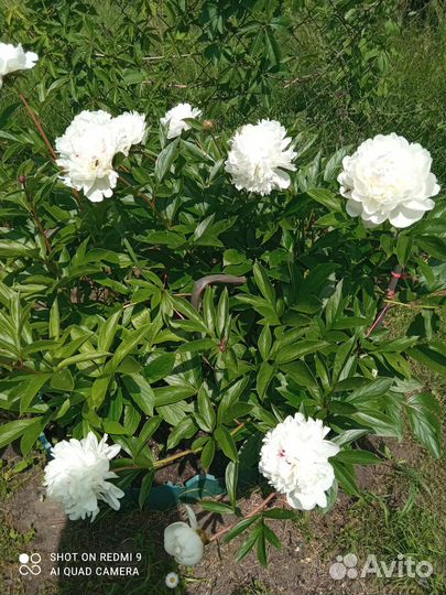 Ромашка, Пионы, Хоста, Астильба, Примула, Бодан