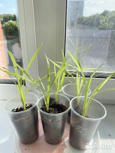 Пальма панданус