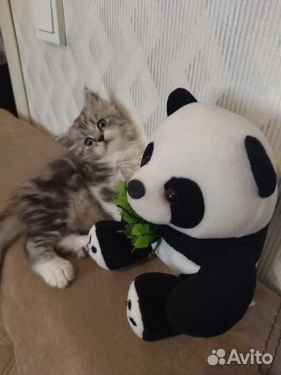 Американский манчкин
