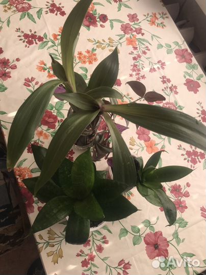 Комнатные цветы отростки