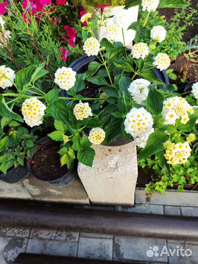 Цветущие.Лантана.Свинчатка.Абутилон