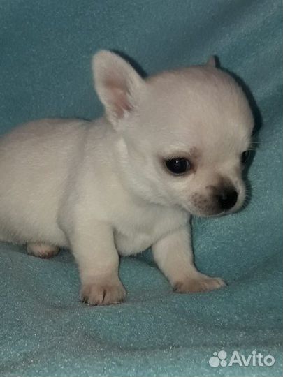 Щенки чихуахуа
