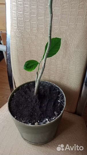 Цитрусовое деревце