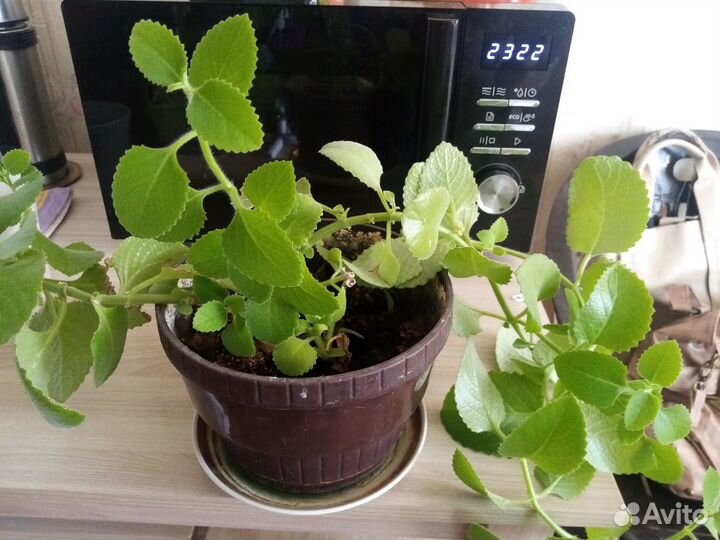 Комнатные цветы