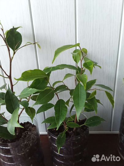 Хойя, фикусы