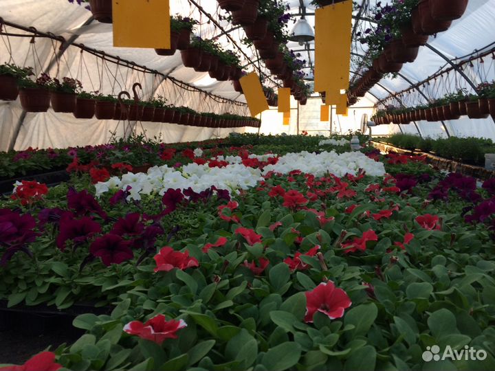 Рассада цветов опт, розница