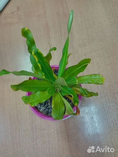 Кротон Твист энд Пойнт