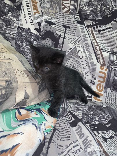 Шотландские котята