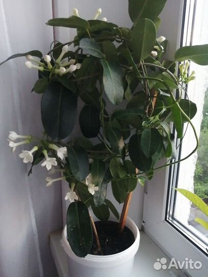 Стефанотис