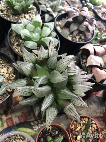 Хавортия атрофуска мутант