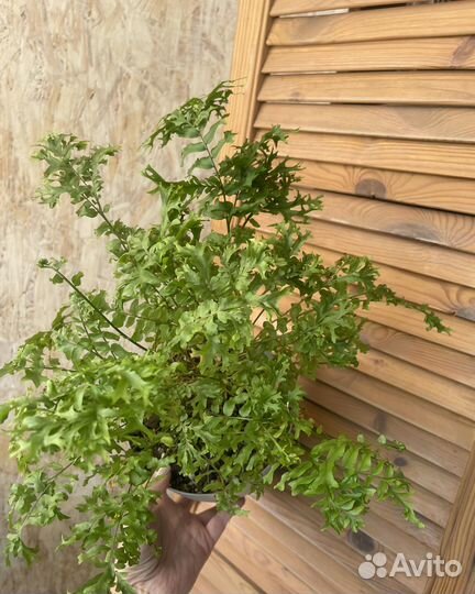 Нефролепис Фальката Фурканс мутешейн