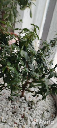 Комнатные цветы(Фикус и Мирт)