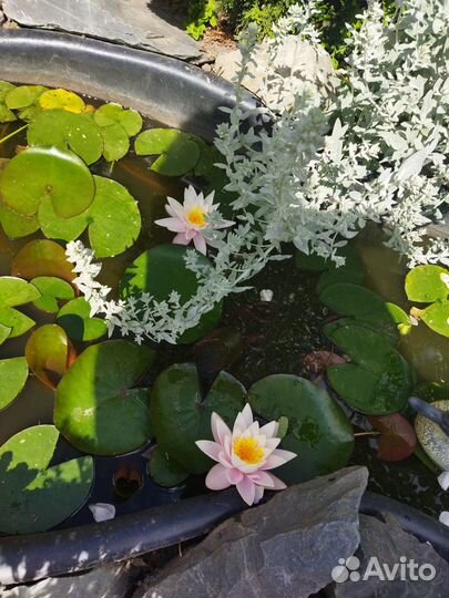 Водяная лилия