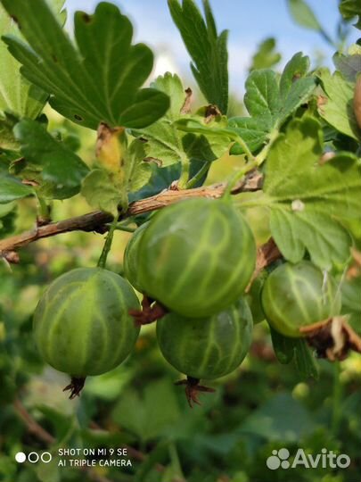 Крыжовник саженцы