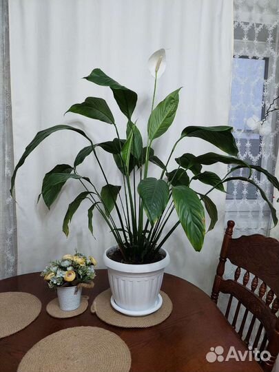 Спатифиллум