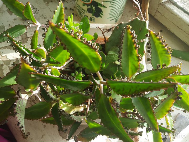 Каланхоэ толстянка опунция