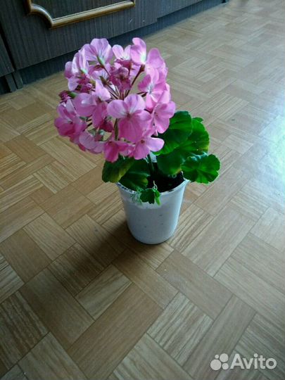 Пеларгония герань