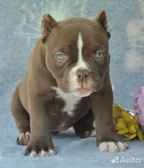 Американский булли щенки
