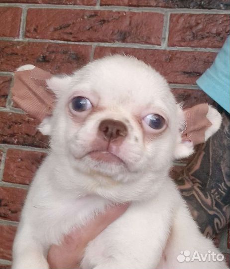 Щенки чихуахуа