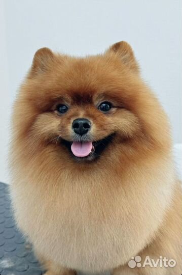 Груминг для собак и кошек