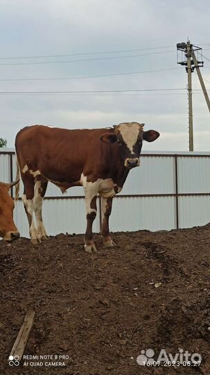 Корова с теленком