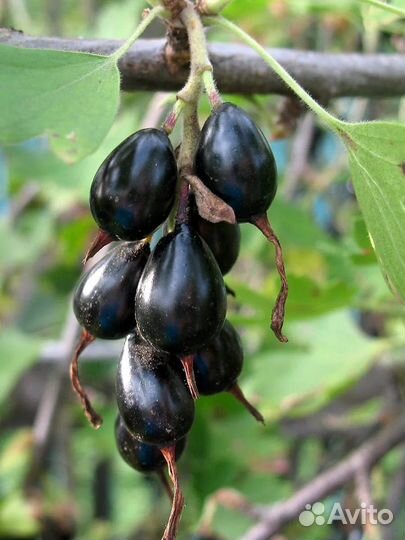 Йошта саженцы