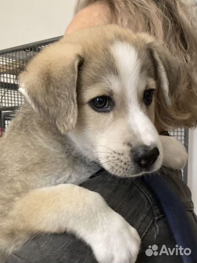 Щенок в добрые руки