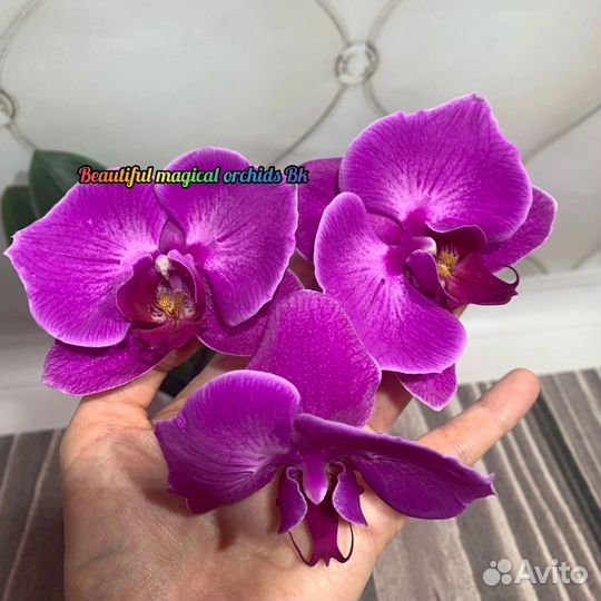 Бабочка Violet Angel орхидея фаленопсис