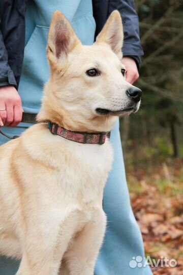 Щенок 1 год в добрые руки