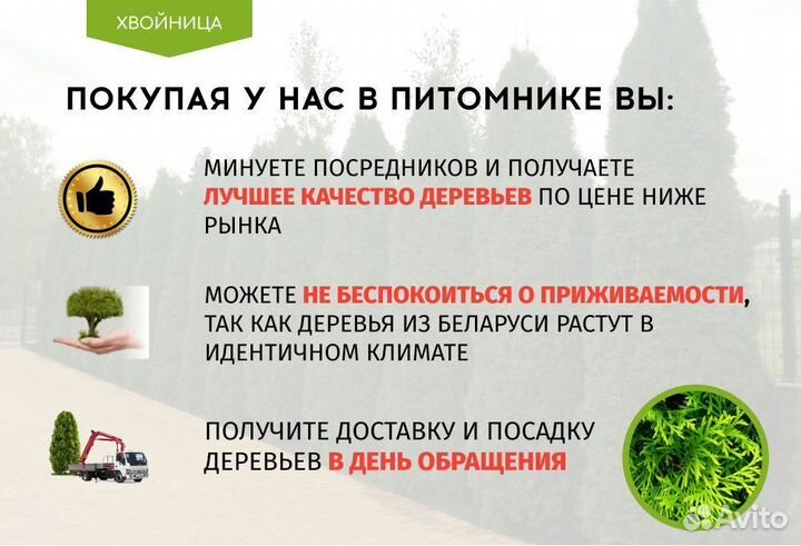 Туя Брабант 1,5 м,Смарагд,Колумна