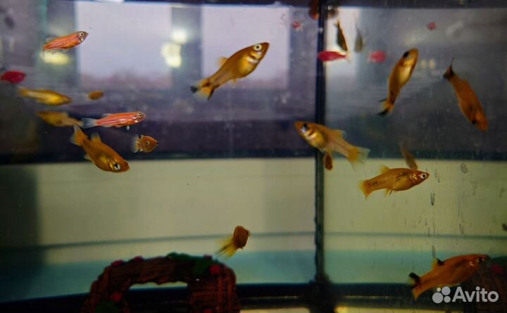 Аквариумные рыбки