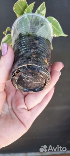 Фикус бенджамина