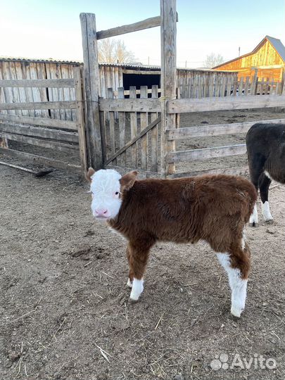 Телята телочки и бычки