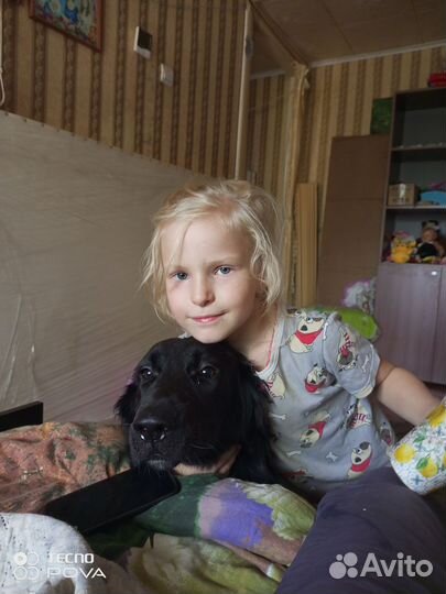 Отдам бесплатно