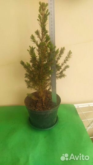 Ель Коника 25 см и 40 см