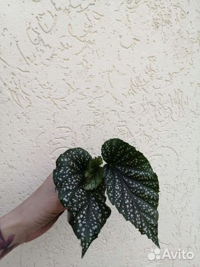 Сциндапсусы, сциндапсус мунлайт, бегонии