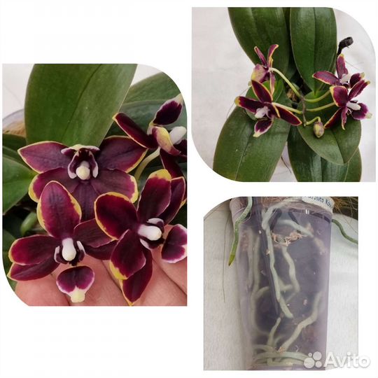 Орхидея Фаленопсис бабочка
