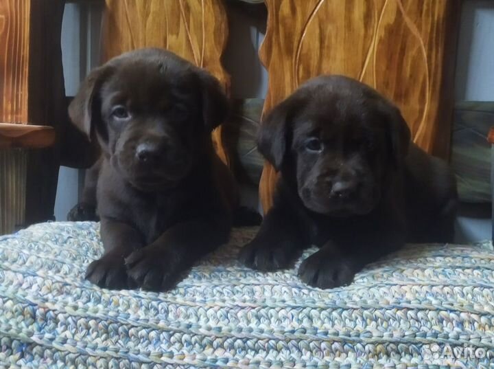 Щенки лабрадора