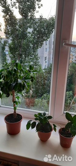 Фикус Бенджамина и др. цветы