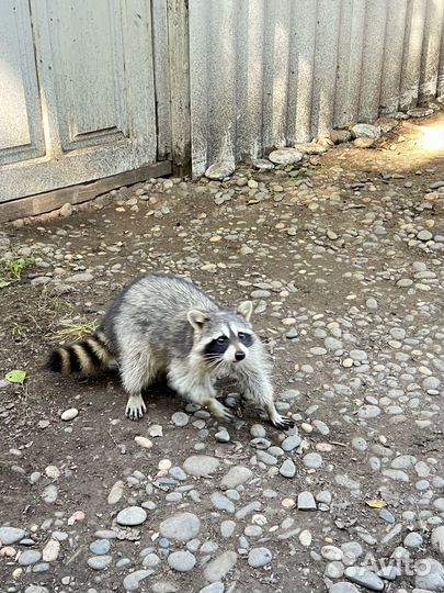 Тур в Самурский лес