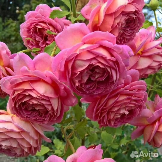 Роза на штамбе